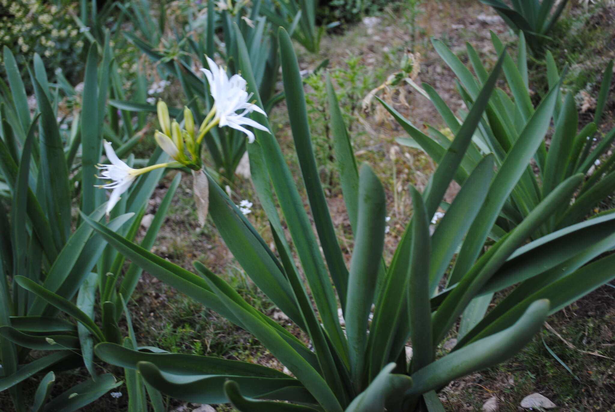 Imagem de Pancratium illyricum L.