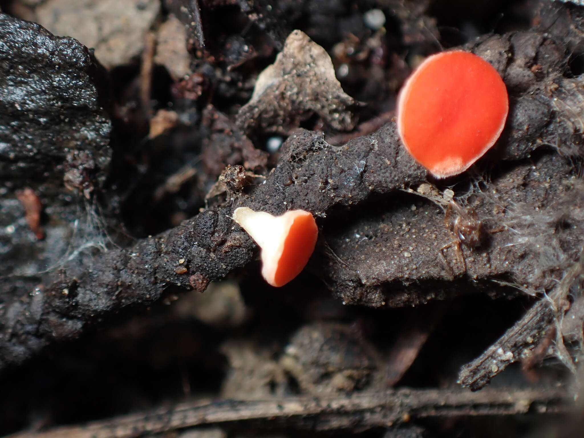 Plancia ëd Pseudopithyella minuscula (Boud. & Torrend) Seaver 1928