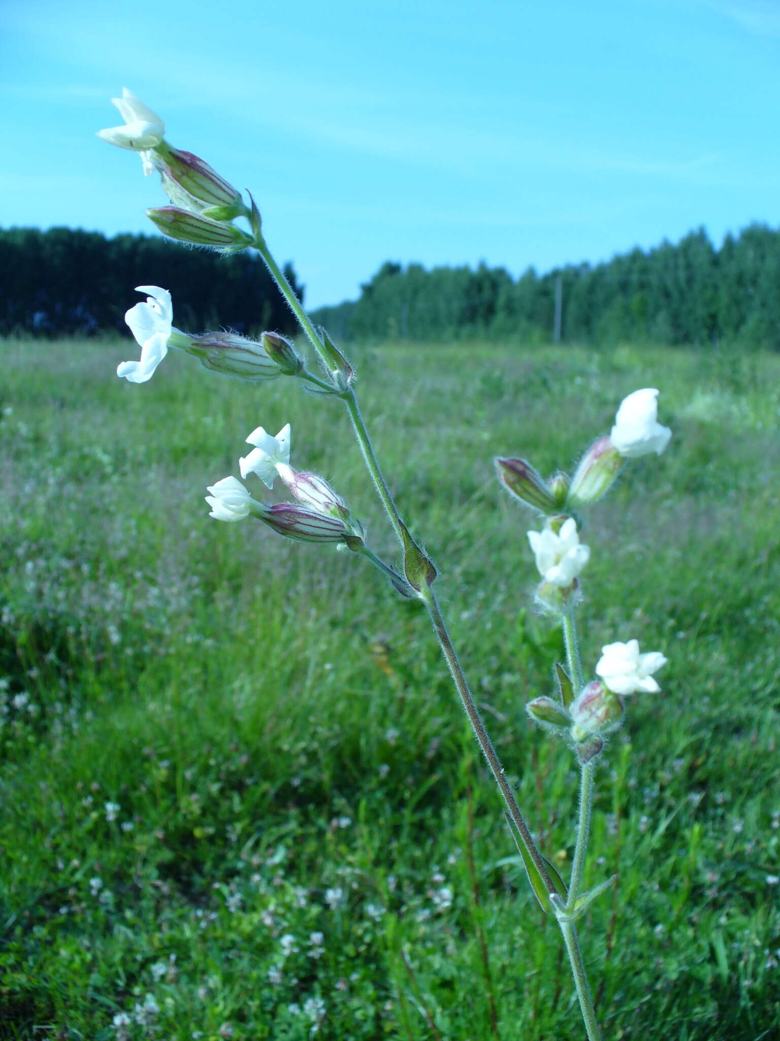 Imagem de Silene latifolia subsp. alba (Miller) Greuter & Burdet