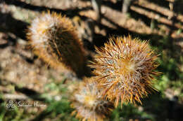 Plancia ëd Pilosocereus purpusii (Britton & Rose) Byles & G. D. Rowley