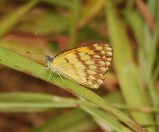 Image of Colotis vesta (Reiche (1850))