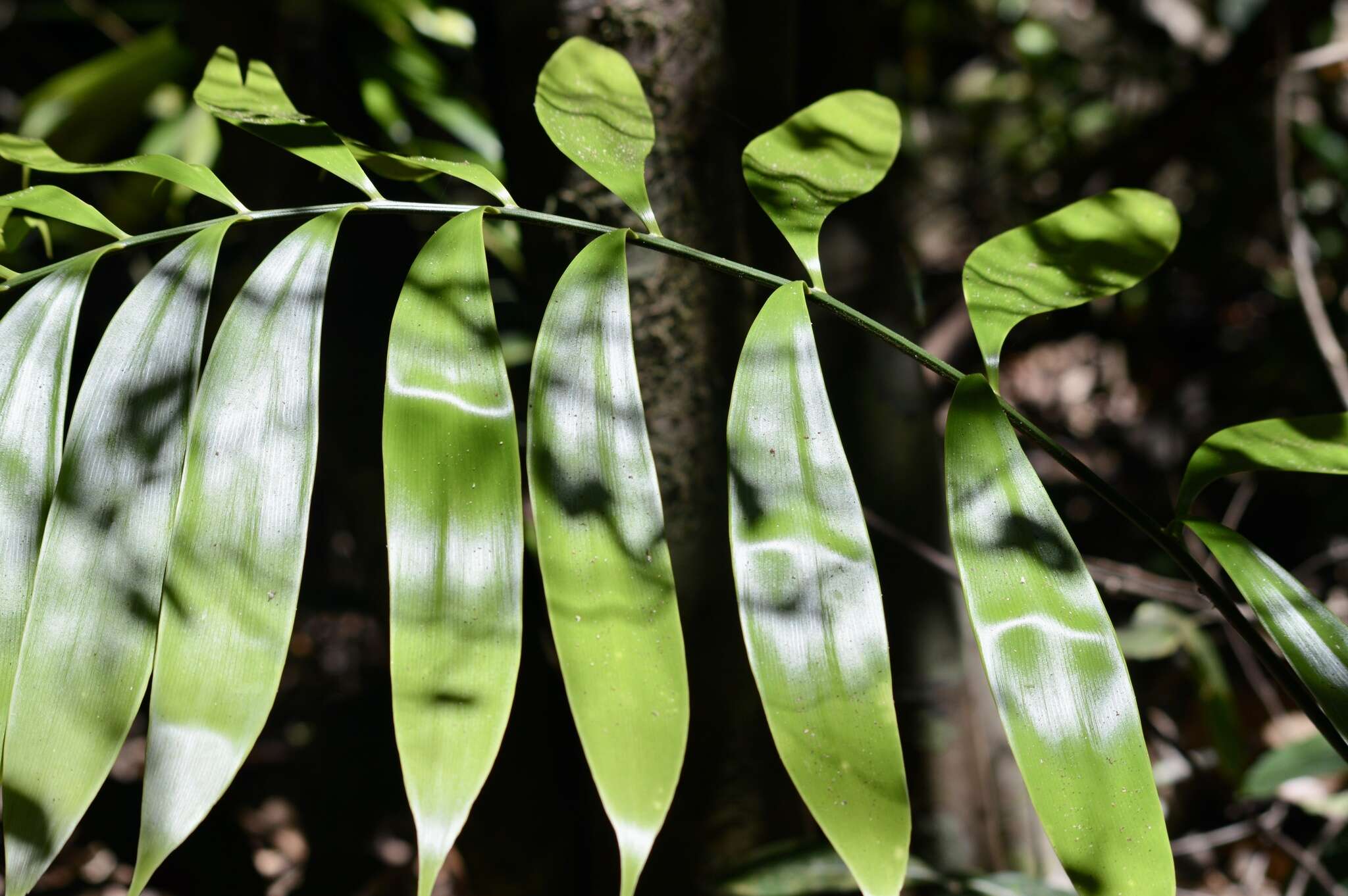 Image of Zamia fairchildiana L. D. Gómez