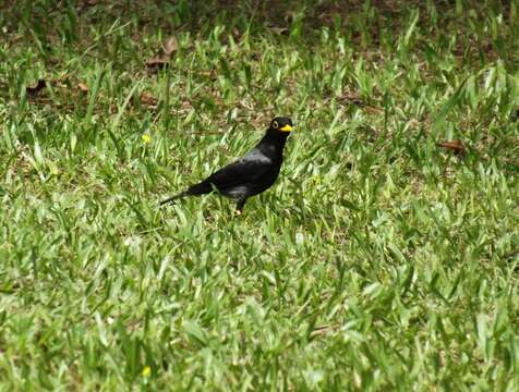 Image of Yellow-legged Thrush