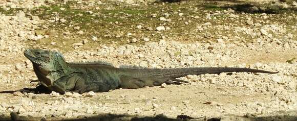 Cyclura lewisi Grant 1940 resmi