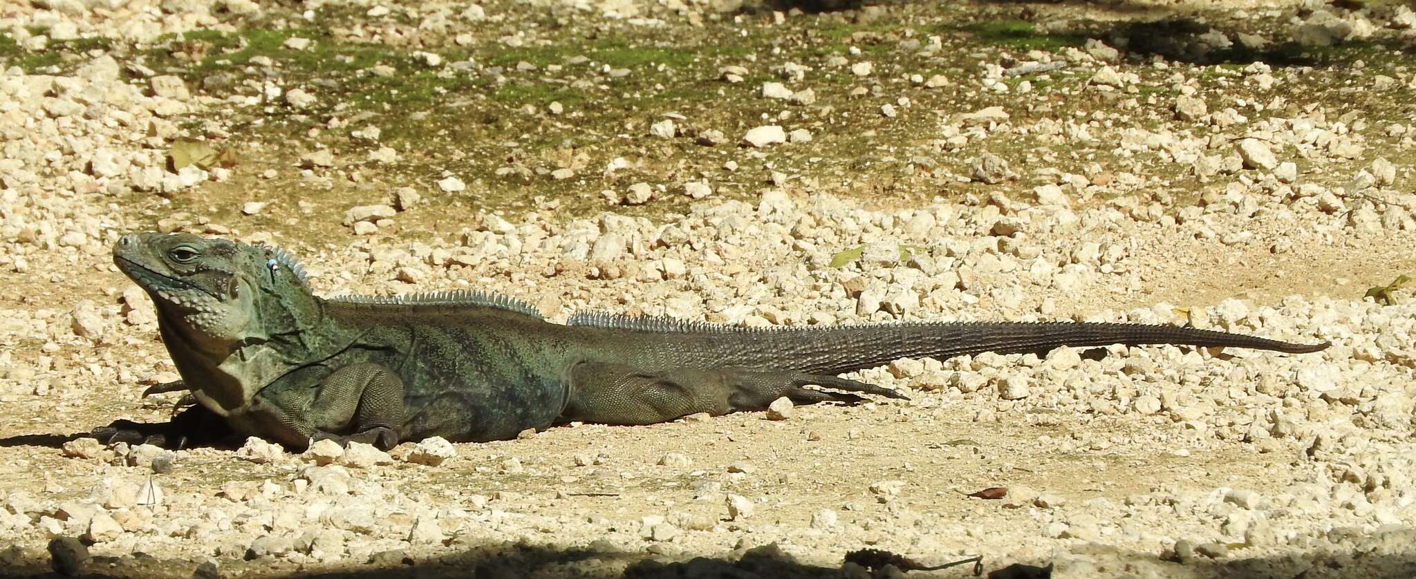 Image of Blue Iguana