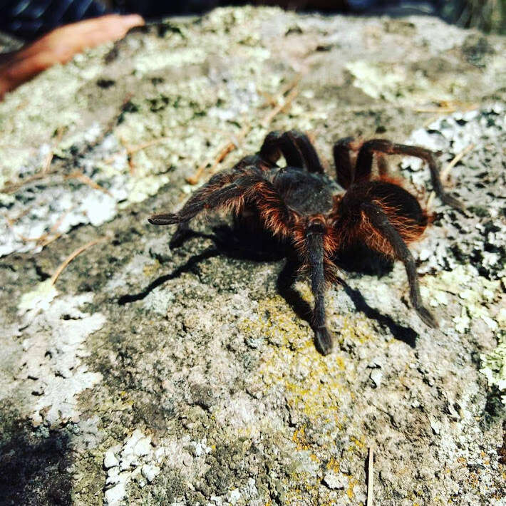 Image of Mexican Orange Rump Tarantula