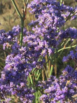 صورة Limonium tomentellum (Boiss.) O. Kuntze