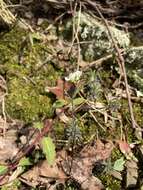 Image of branched draba