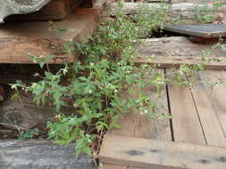 Image of Siberian geranium