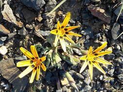 Image of Gazania lichtensteinii Less.