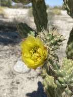 Image de Cylindropuntia californica var. delgadilloana (Rebman & Pinkava) Rebman