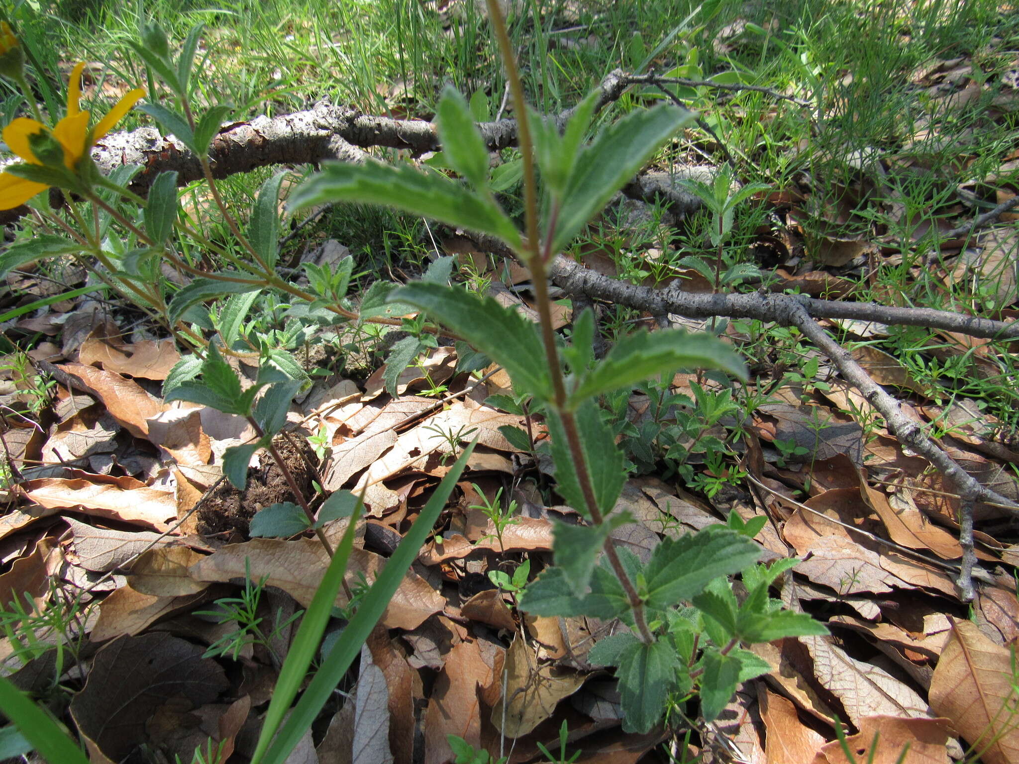 Image de Lasianthaea aurea (D. Don) K. M. Becker