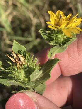 Image de Grindelia adenodonta (Steyerm.) G. L. Nesom