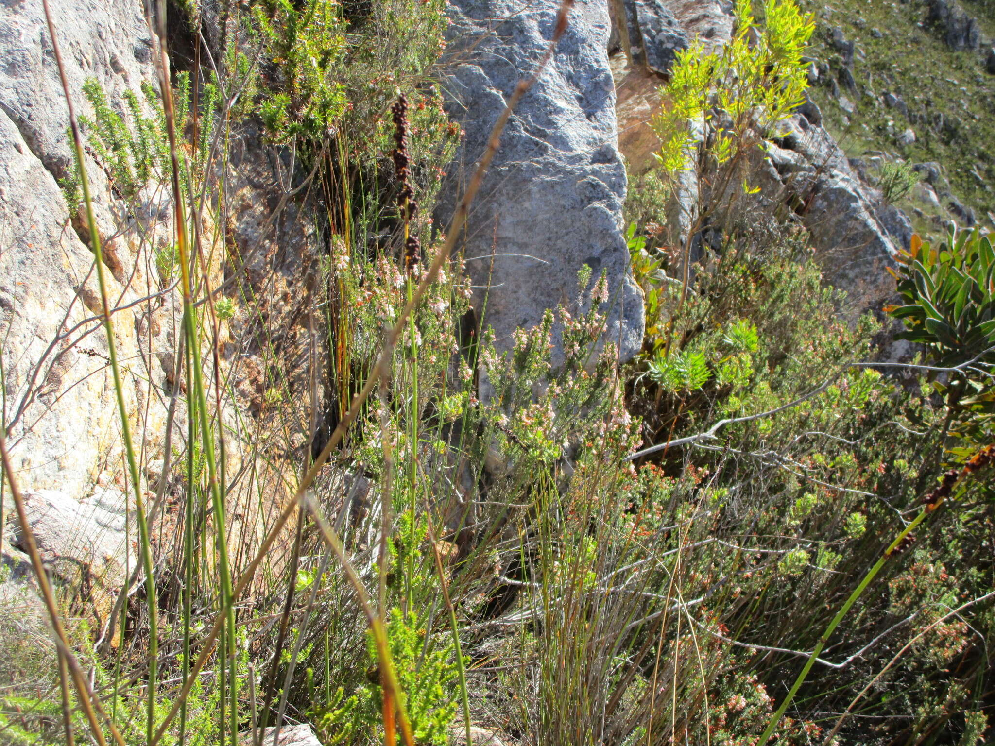 Image of Erica glomiflora Salisb.