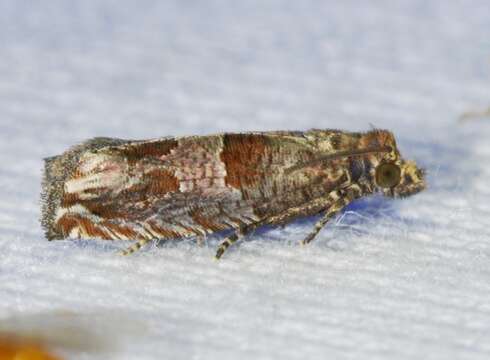 Image of Constricted Sonia Moth