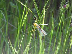 Image of Bittacus chlorostigma MacLachlan 1881