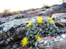 Image of Stomatium villetii L. Bol.