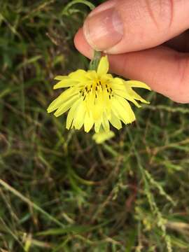 Image of Carolina desert-chicory