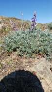 Image of silver lupine