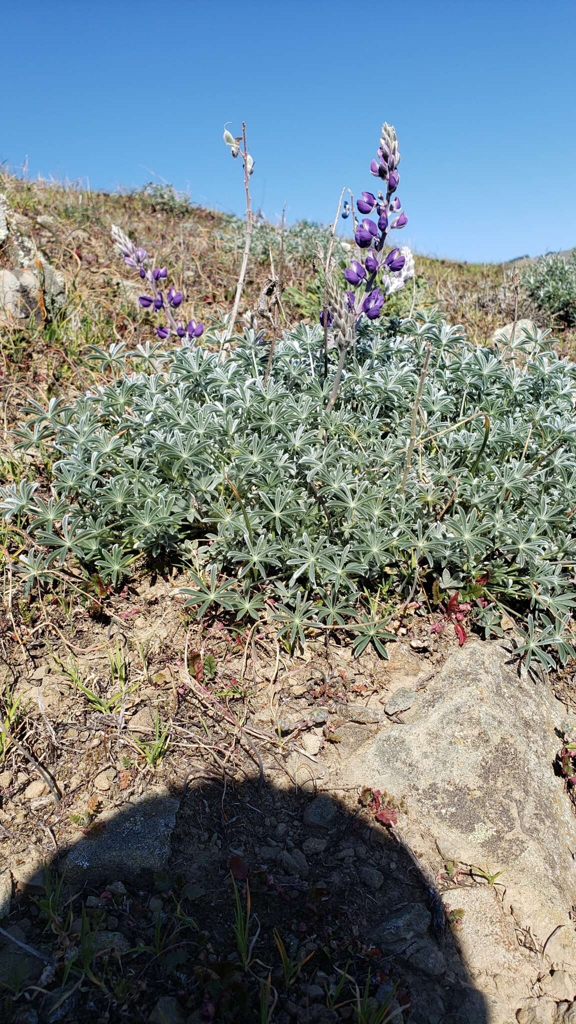 Image of silver lupine