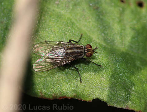 صورة Neodexiopsis paulistensis Albuquerque 1956