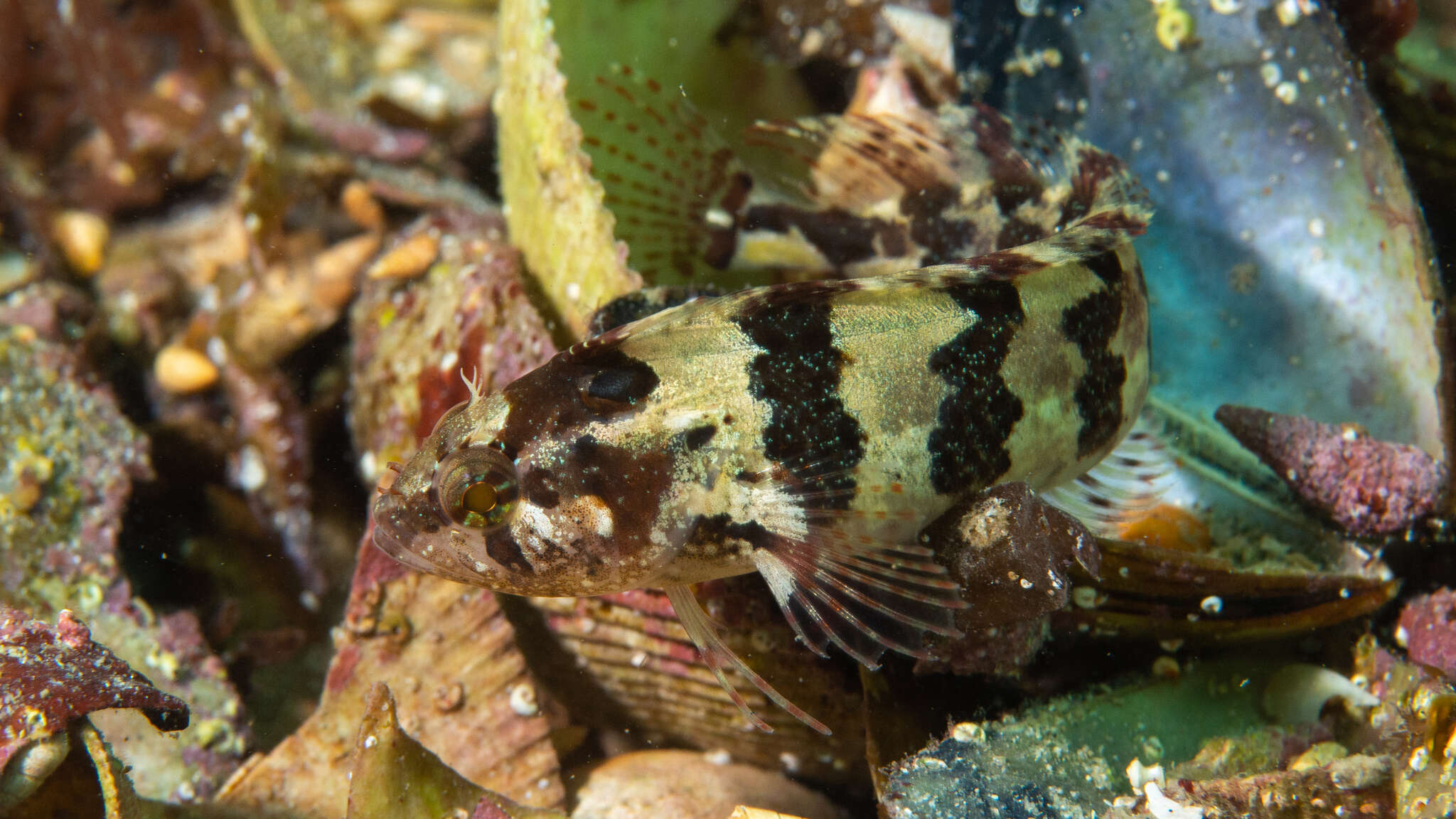 Image of Common Weedfish