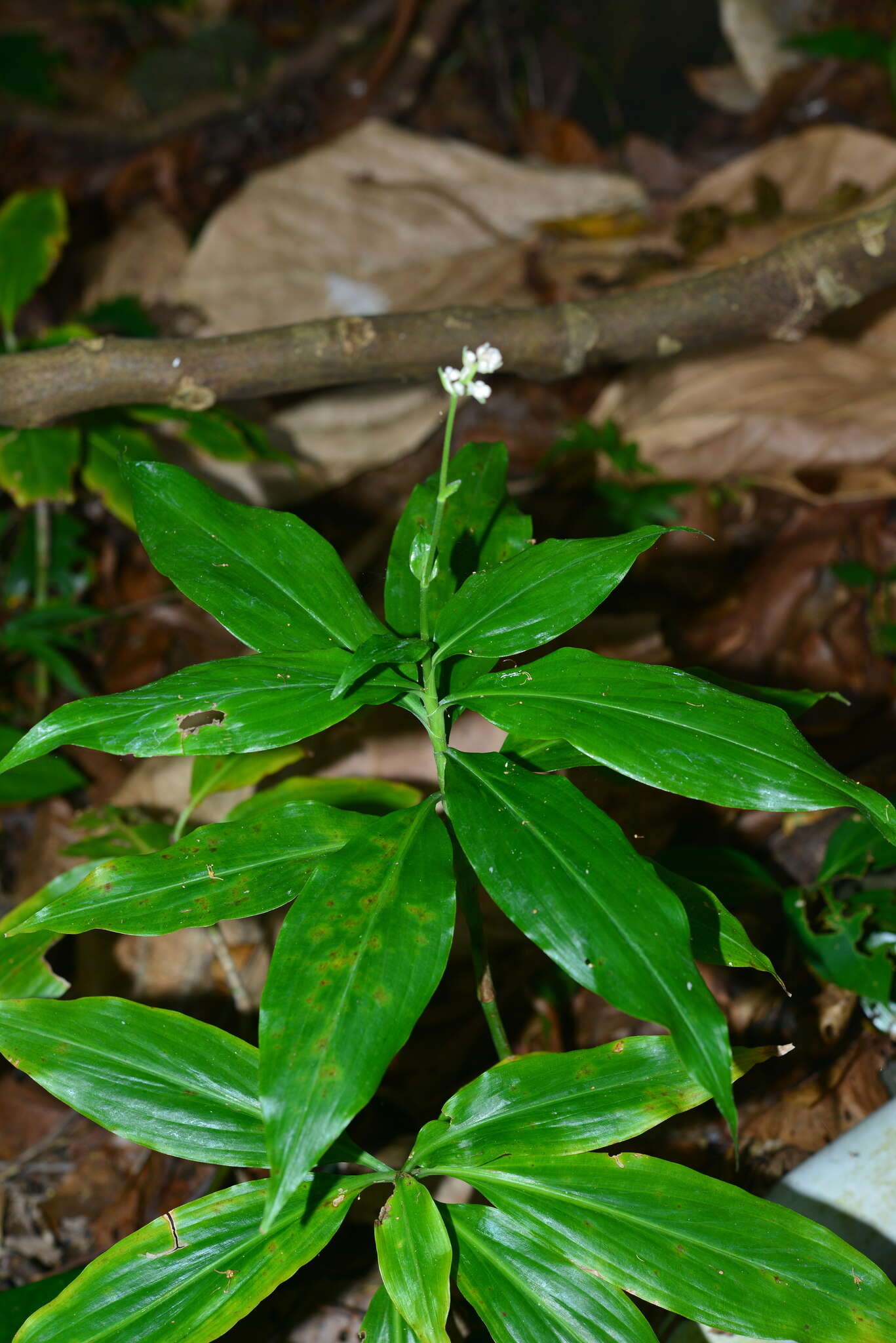 Image of Pollia secundiflora (Blume) Bakh. fil.