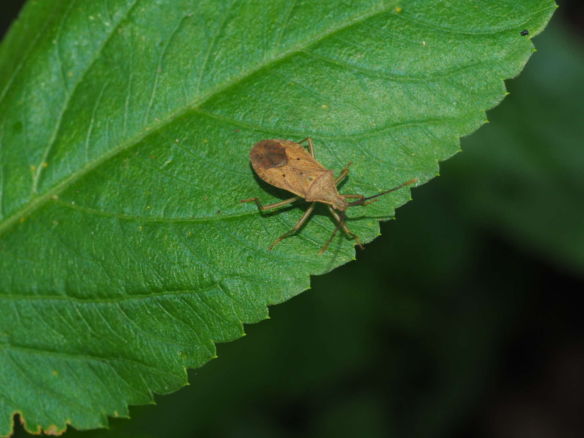 Plancia ëd Homoeocerus (Tliponius) unipunctatus (Thunberg 1783)