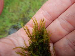 Image of common hook-moss