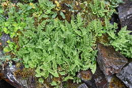 Image of brittle bladder fern