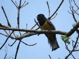 Image of Gartered Trogon