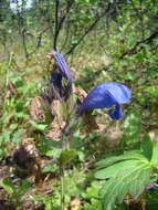 Dracocephalum grandiflorum L. resmi