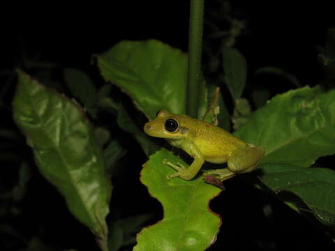 Image of Allen's Snouted Treefrog