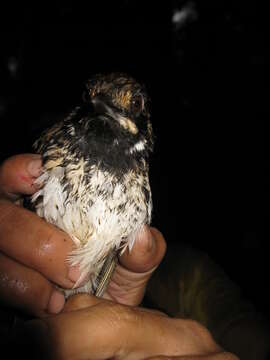 Image of Black-throated Wren-Babbler