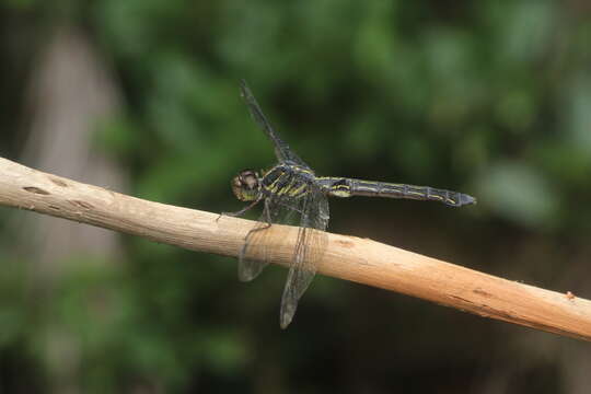 Слика од <i>Cratilla lineata assidua</i> Lieftinck 1953