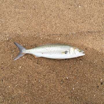 Image of Australasian salmons