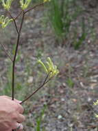 Image of Anigozanthos flavidus Redouté