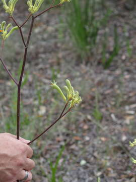 Image of Anigozanthos flavidus Redouté