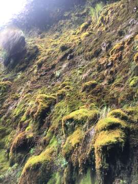 Image of Saxifraga magellanica Poir.