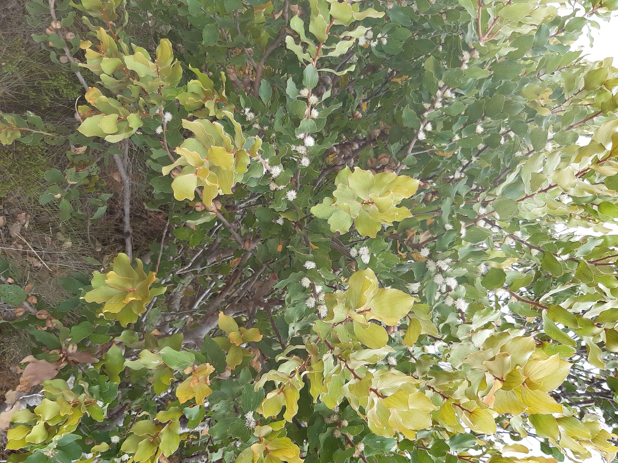 Image of Hakea elliptica (Sm.) R. Br.