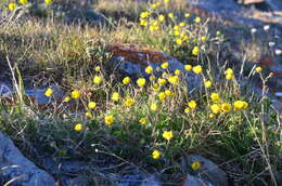 Image of Potentilla anachoretica Sojak