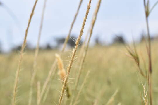 Image of French Oat-grass