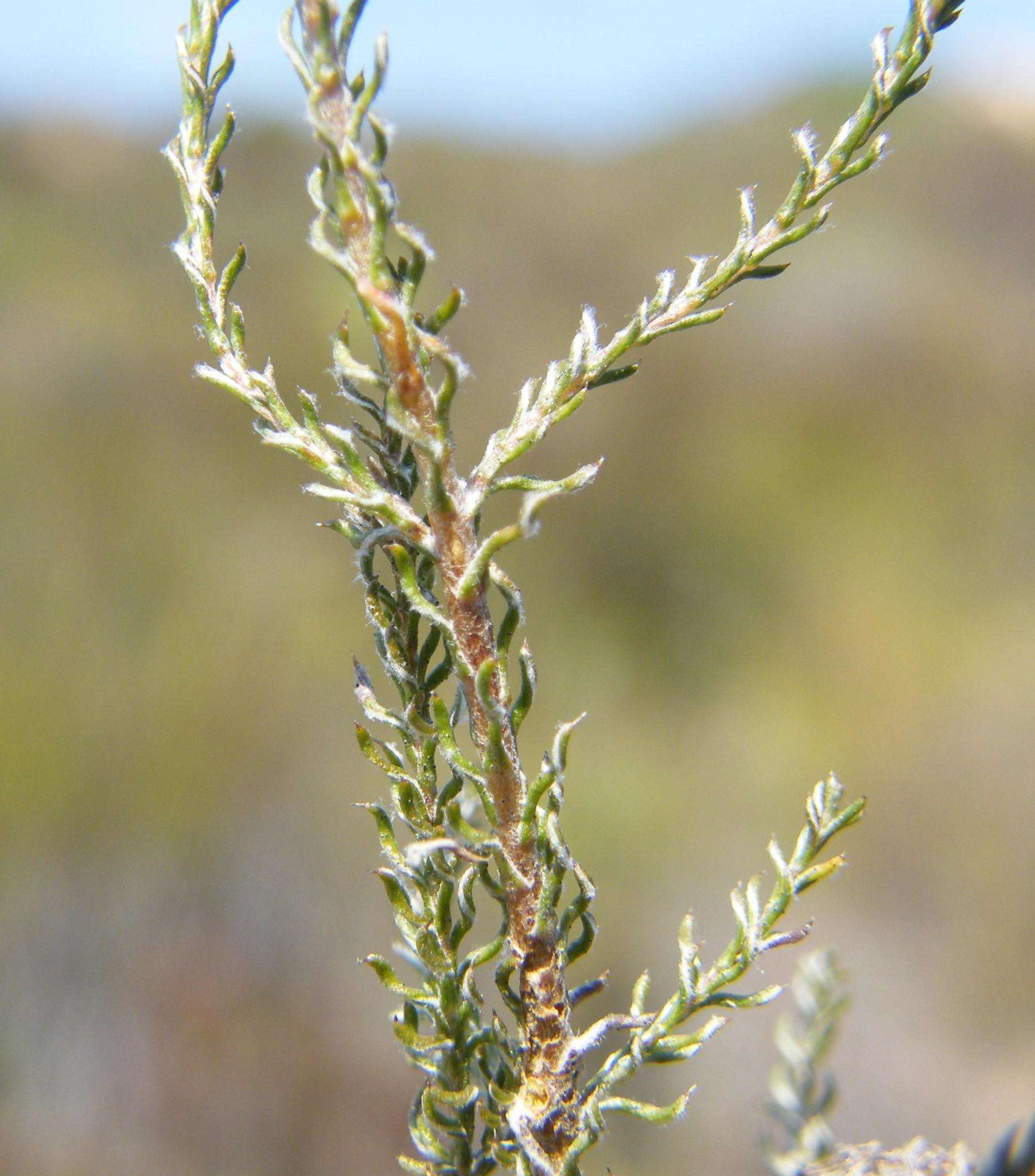 Image of Stoebe capitata Berg.