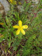 Image of Linum aethiopicum Thunb.