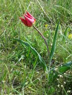 Image of Tulipa suaveolens Roth