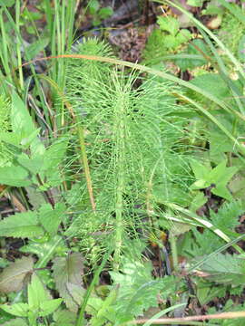 Image of Great Horsetail