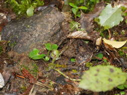 Image of Zeller's spider orchid