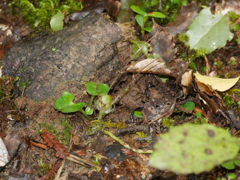 Image of Zeller's spider orchid