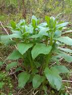 Saussurea latifolia Ledeb. resmi