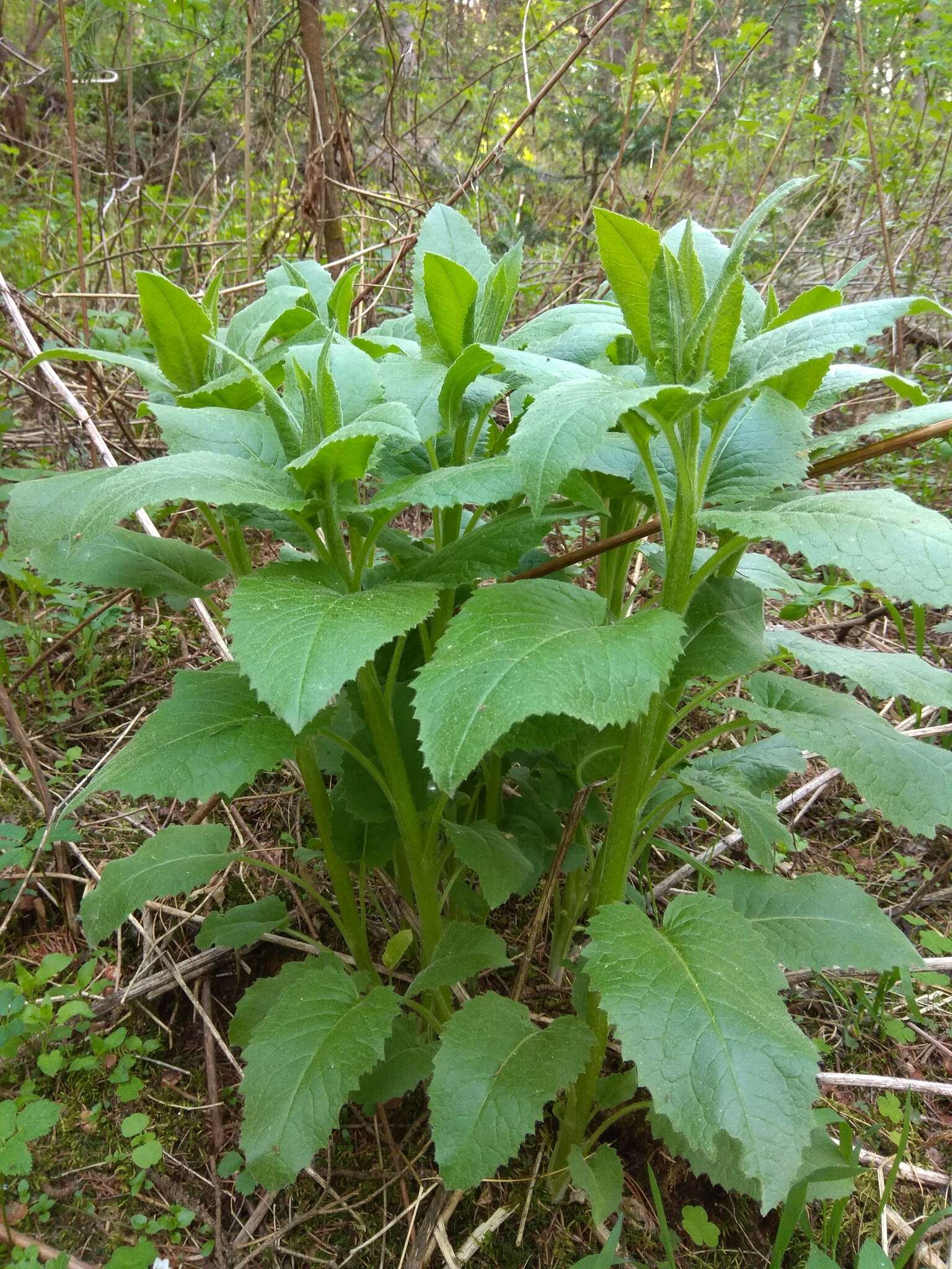 Image of Saussurea latifolia Ledeb.